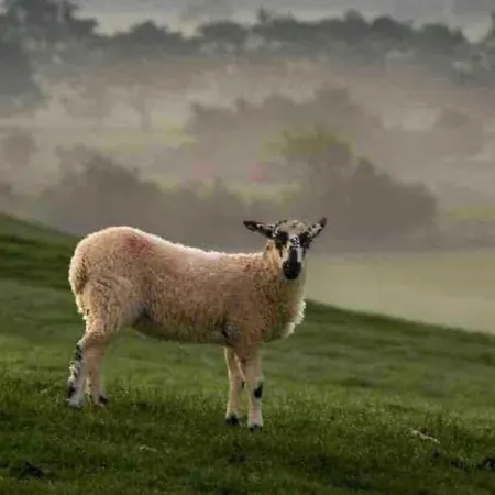 Laburnum Cottage, Ingleton Village Centre, Yorkshire Dales, Near Lake District, Pet Friendly, Off Road Parking * Ingleton (North Yorkshire)
